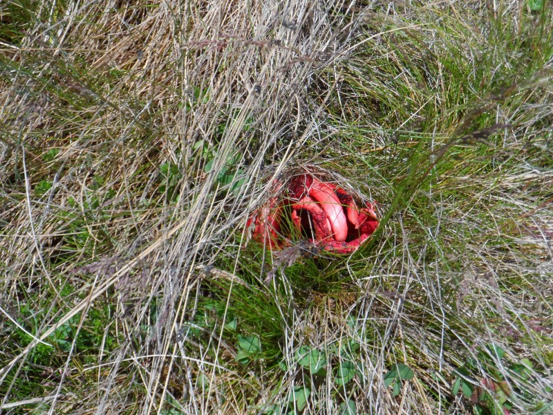 48 Stinkhorn fungus near the Tooma River sm.JPG