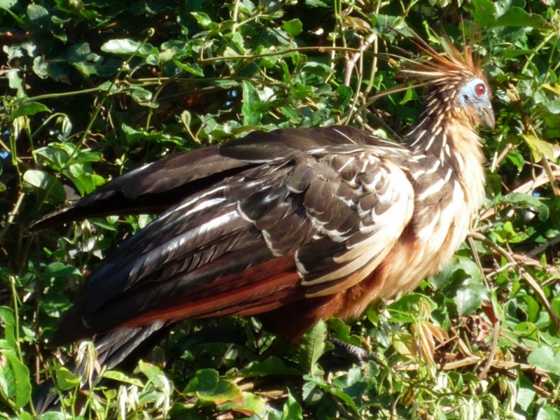 sm60 Hoatzin.jpg