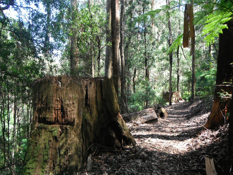 On Tangle foot track.jpg