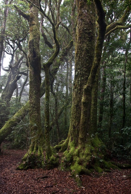 10 - antarctic beech.jpg