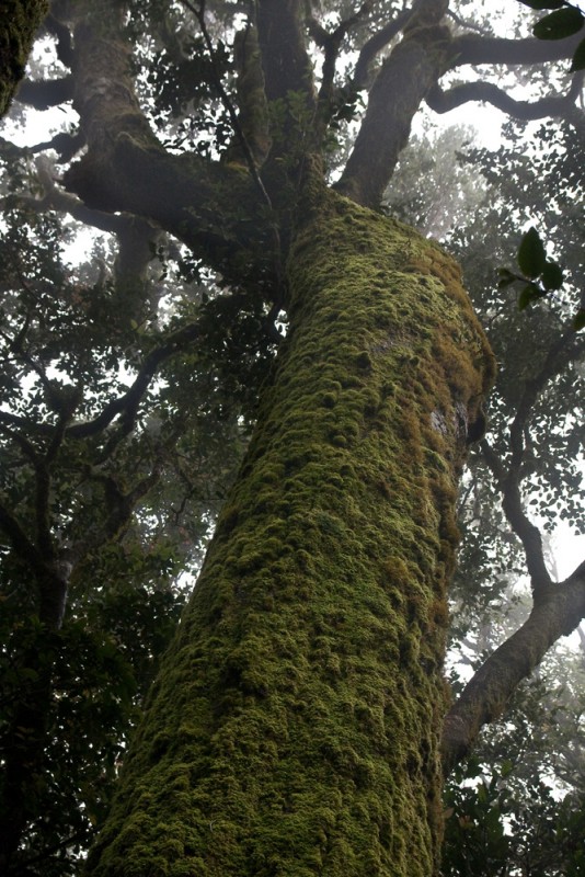 13 - antarctic beech.jpg