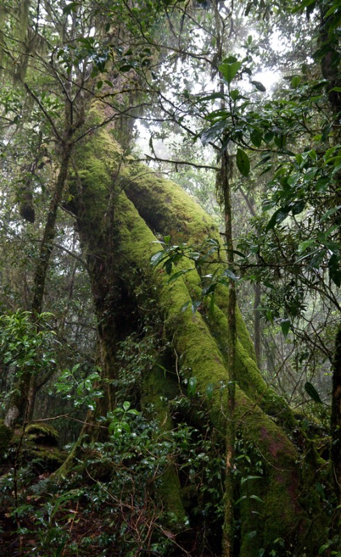 14 - forest-giant.jpg