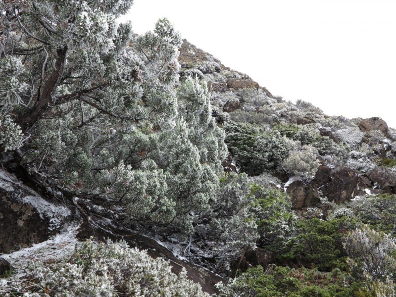 snow tree.jpg