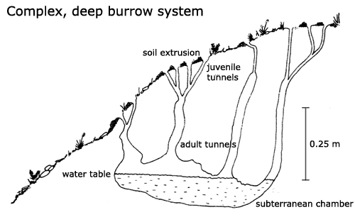 Crayfish hole.jpg