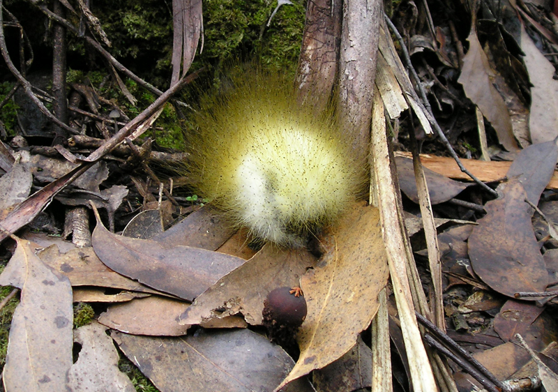 Furry fungi.jpg