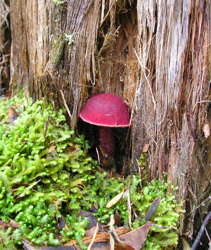 Nestled in.jpg