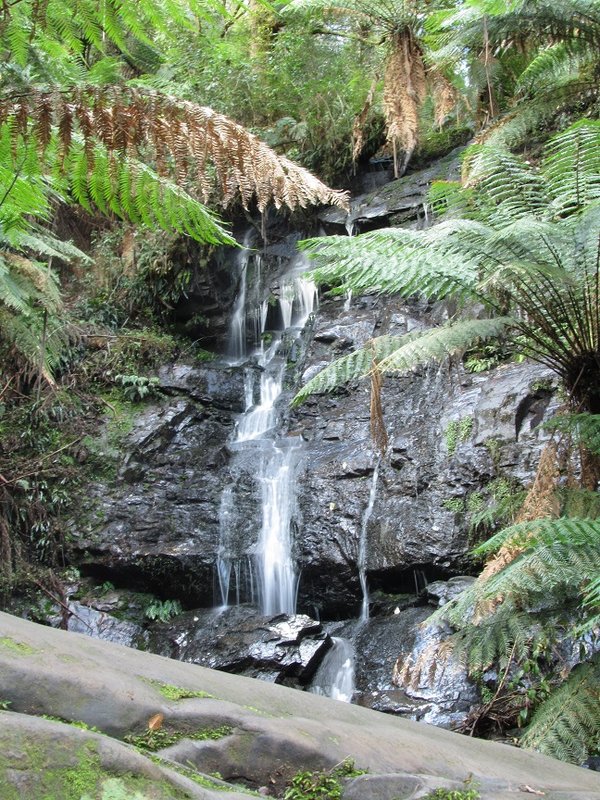 Cyathea Falls (First Drop).jpg