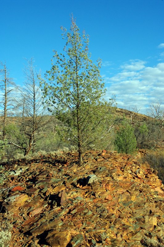 2911RockTreeSm.jpg