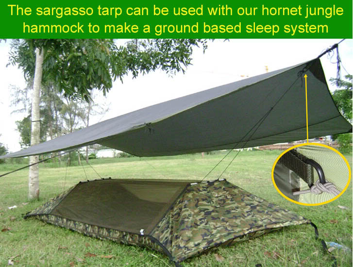 sargassohornet1-1.jpg