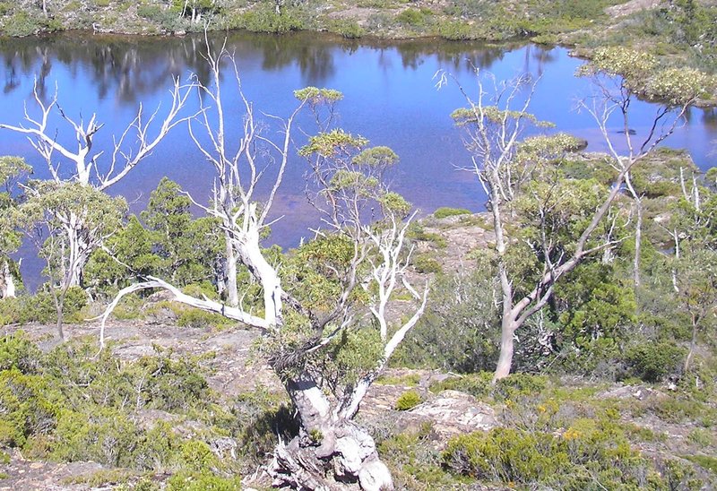 Snowgum 082a.jpg