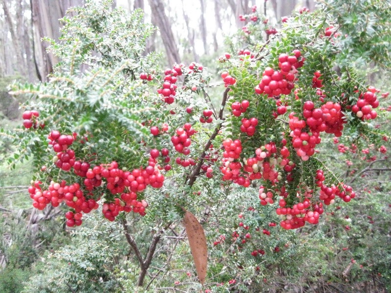 may_green&red.jpg