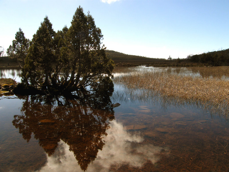 Pines At Wentworth Lake.JPG