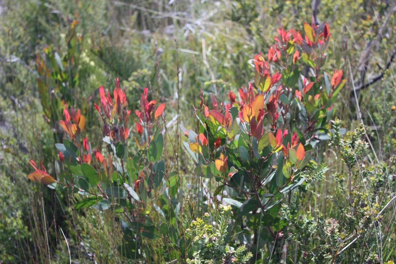 Thriving Eucalypts.JPG