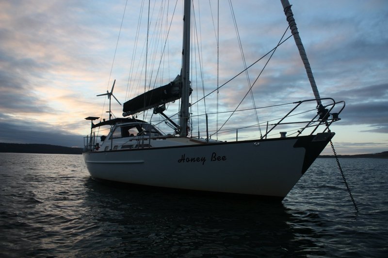 Honey Bee at Cloudy Bay.JPG