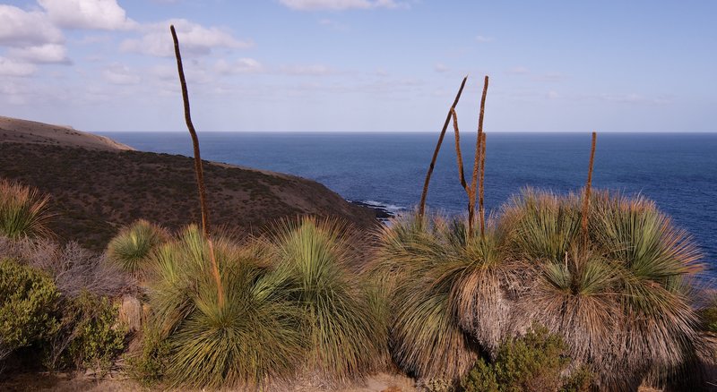 2 - Yaccas near Boat Harbour Beach.jpg