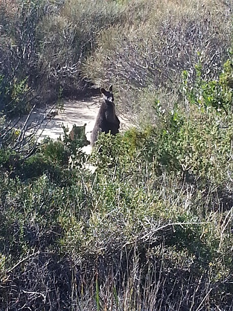 macropod.jpg