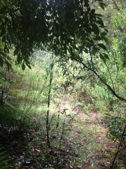 Ada River Rd Track.JPG