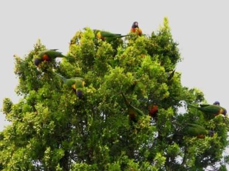 Rainbow Lorikeets 1.jpg
