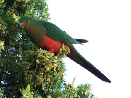 King Parrot 1.jpg