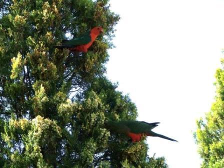 King Parrot 2.jpg