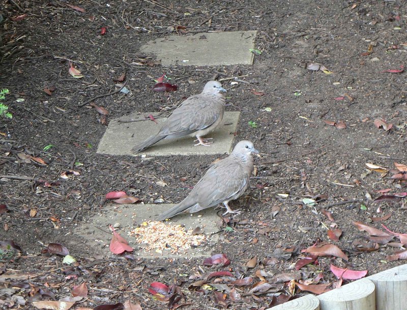 bronzewing.jpg