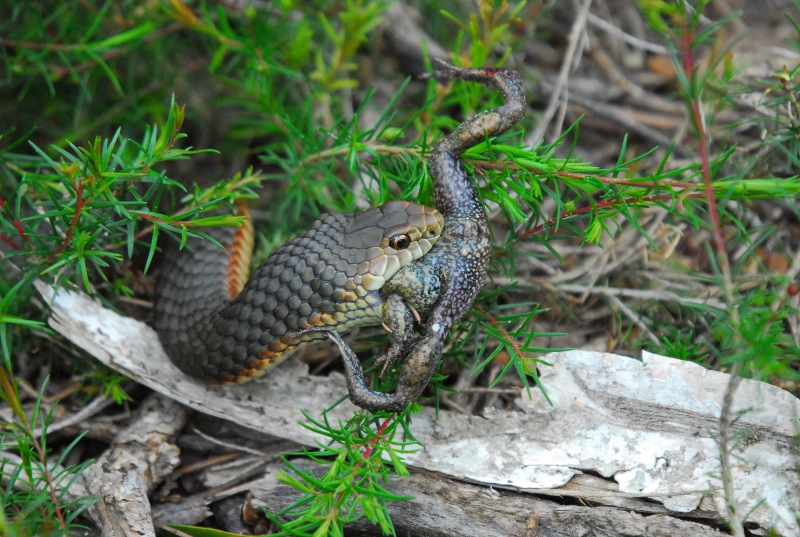 Narawntapu NP - Copperhead eating a toad (11) sp (800x537).jpg