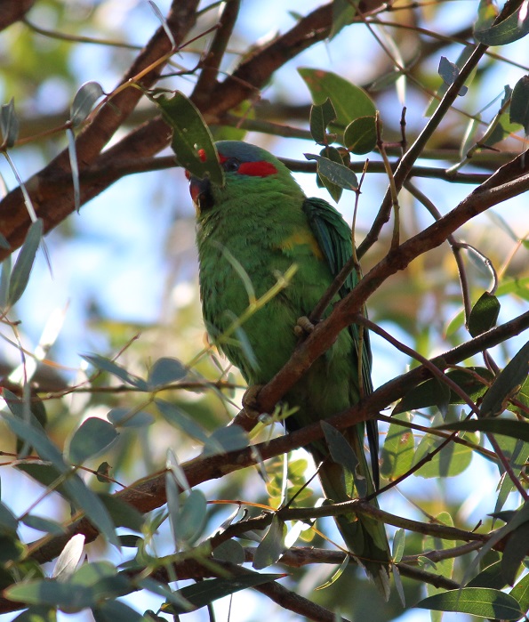 Musk lorikeet.jpg