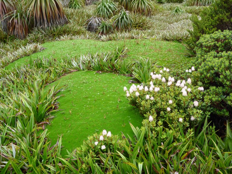 cushion and flowers.jpg