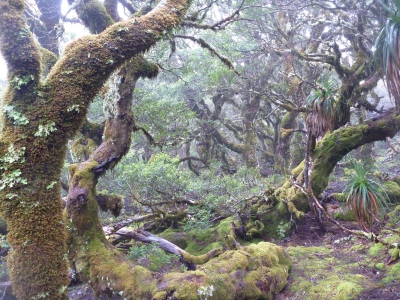 primeval forest.jpg