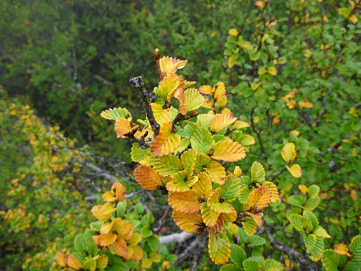 Early fagus.jpg