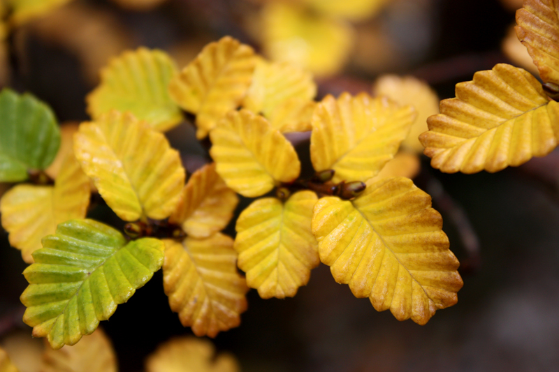 Fagus.jpg