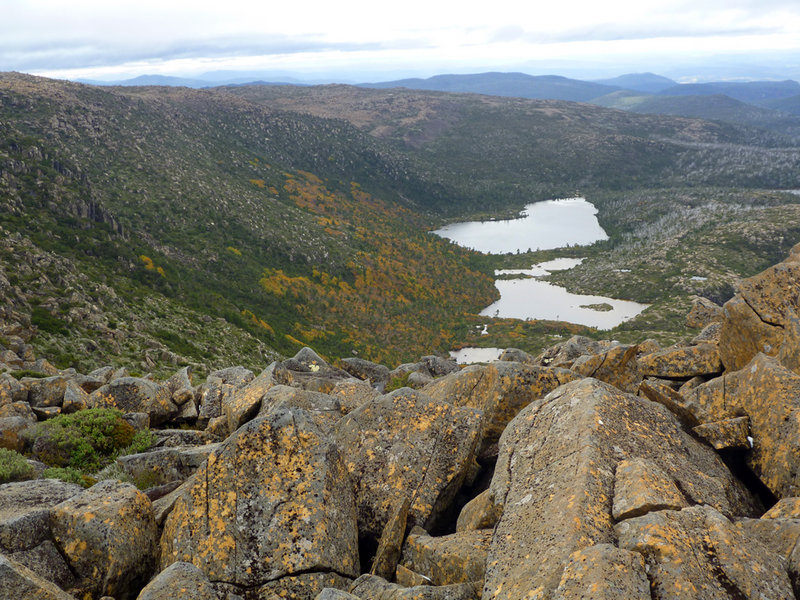 Fagus from Rodway Range.jpg