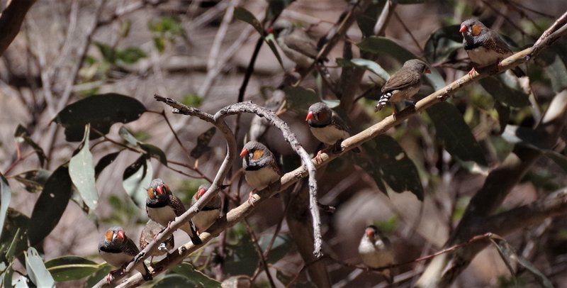 7325Finches.jpg