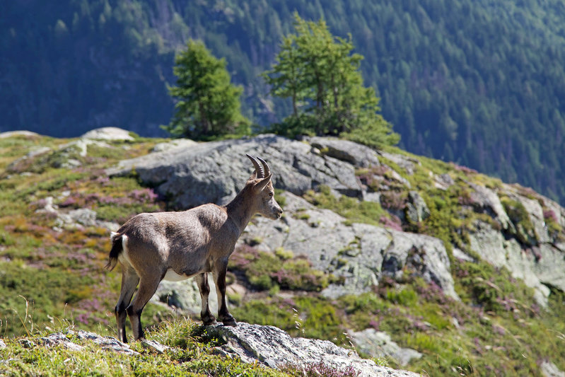 Mountain goat.jpg