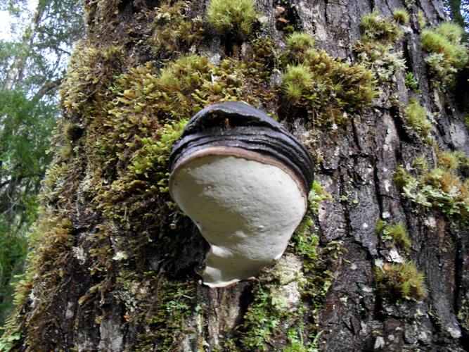 a fungi.JPG