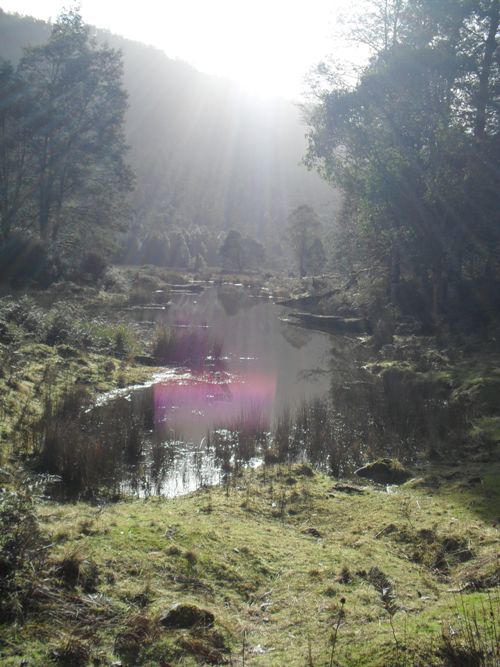 a pool of water near pine hut.JPG