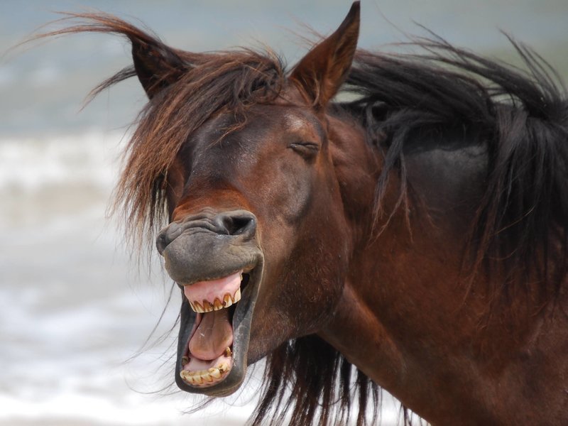 Laughing-Face-Funny-Horse-Picture.jpg