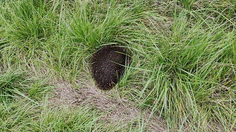 Echidna.png