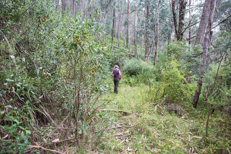 378A0755_Overgrown_walking_track_Carolyn.jpg