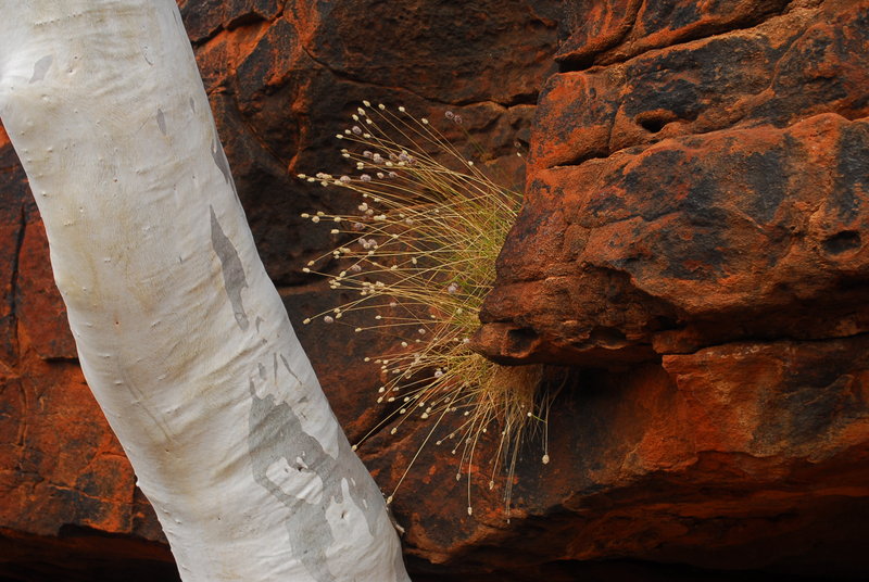 The trip - Alice Springs - Palm Valley 154 sp.jpg