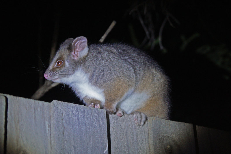 possum 250421.jpg