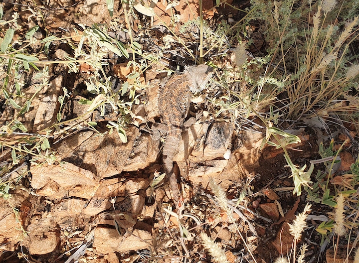 highly-camouflaged-lizard.jpg