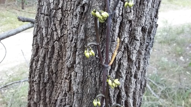 black bootlace orchid.resized.jpg