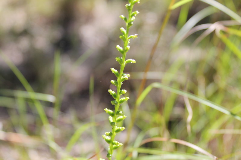 slender onion orchid.JPG