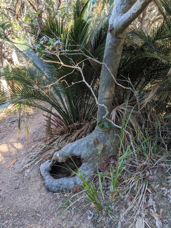 Murramarang tree toilet.jpg