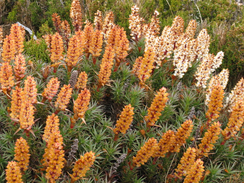 IMG_4703 Richea scoparia Newdegate Pass.JPG