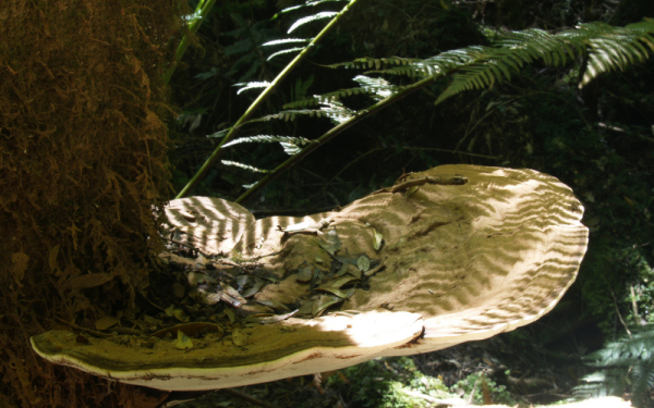 Fungi18.jpg