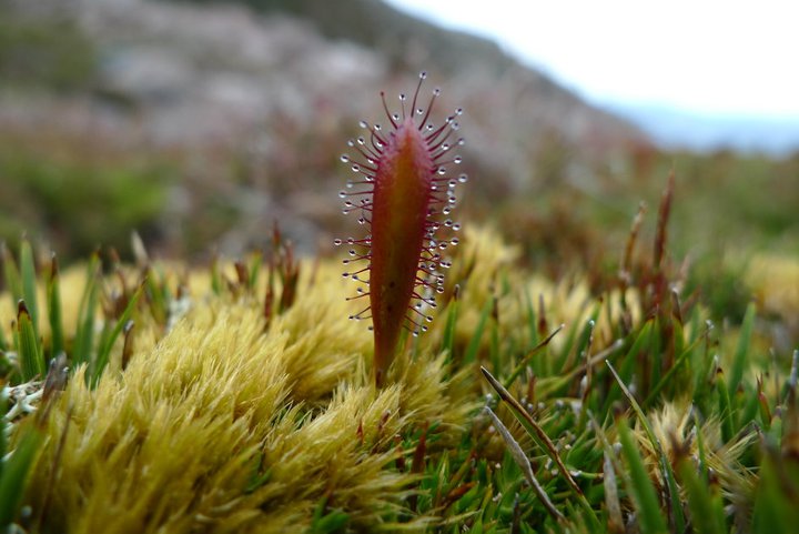 Triffid.jpg