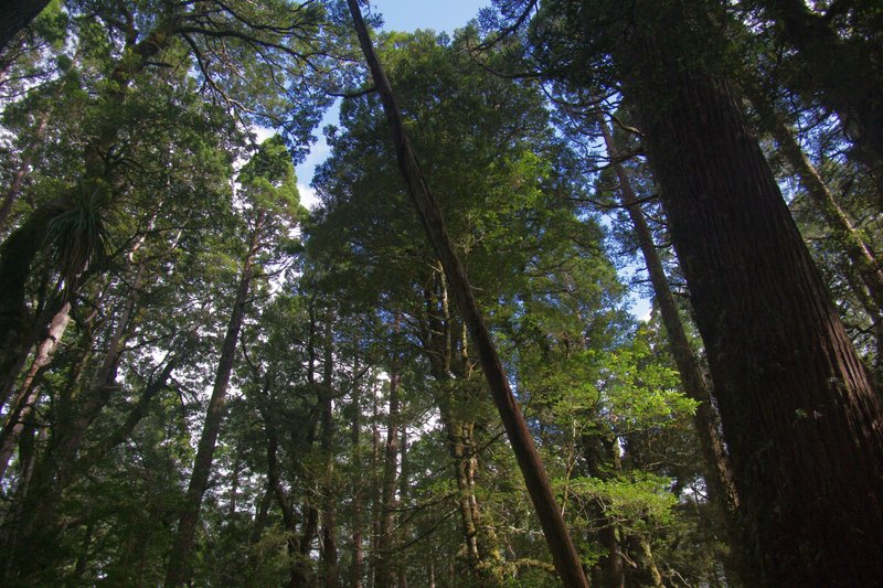 4148Forest.jpg