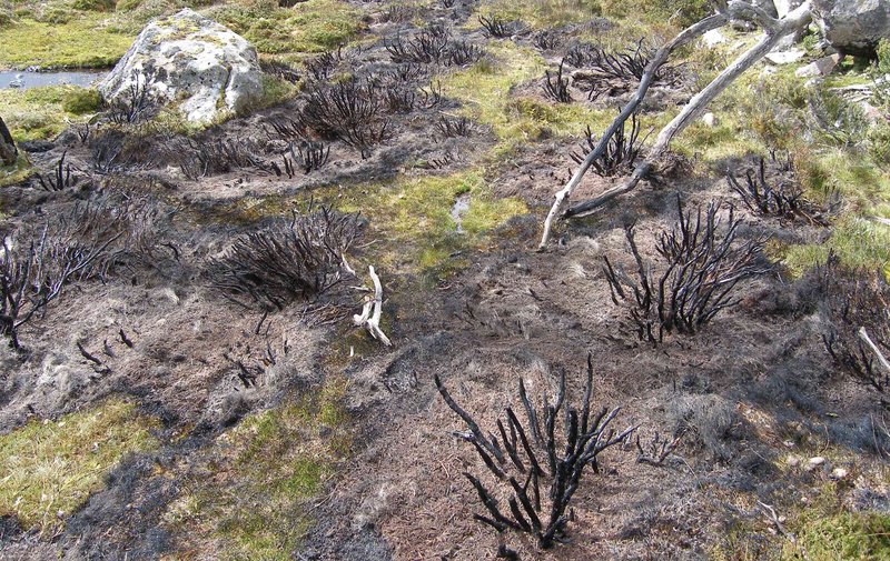 BurntSpots.jpg